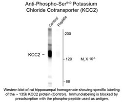 KCC2/SLC12A5, p Ser940 Antibody, Novus Biologicals 0.1mL; Unlabeled:Antibodies,